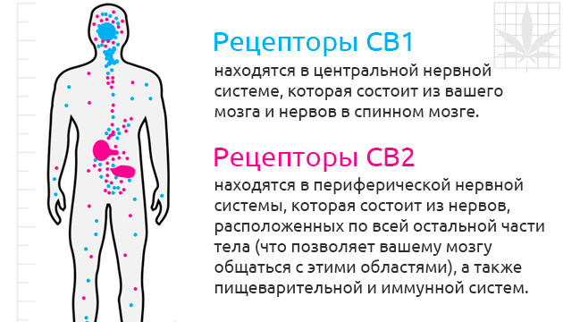 Рецепторы CB1 и CB2