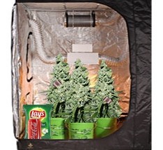 Несоблюдение чистоты