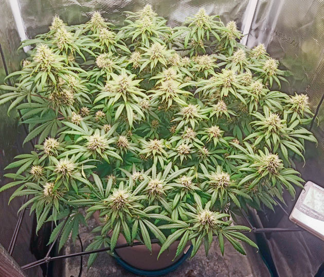 Куст Bruce Banner #3 от Herbies Seeds на стадии цветения