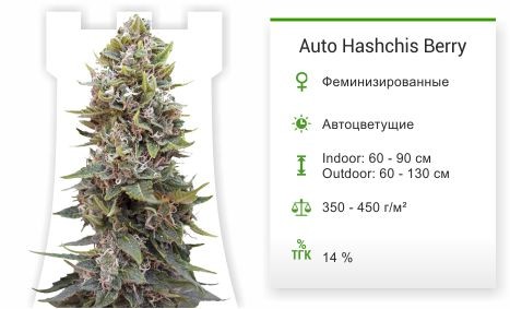 Auto Hashchis Berry (Auto Cheese Berry) fem (00 Seeds)
