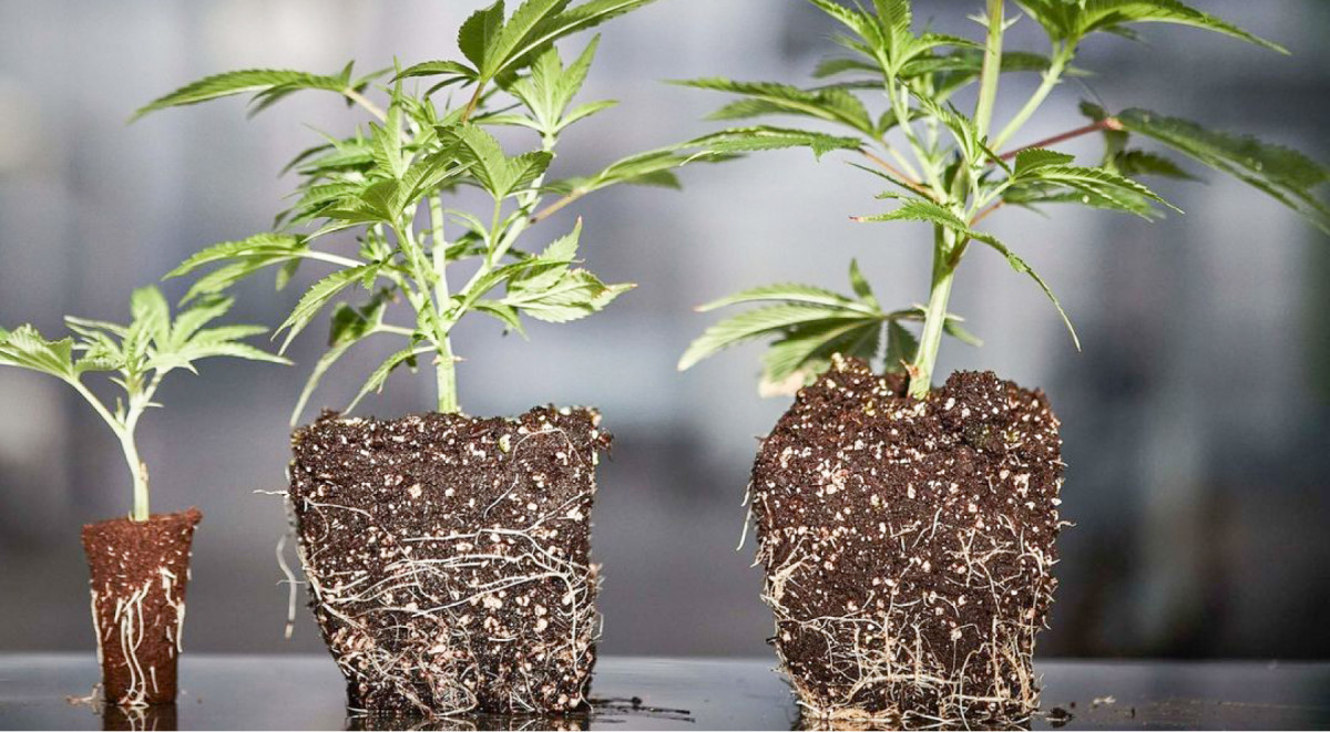 Оптимальная консистенция почвы для пересадки