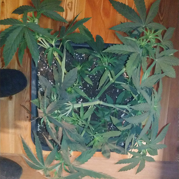 Куст после LST