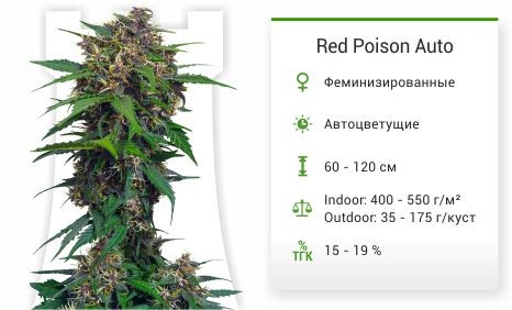 Red Poison Auto fem от Sweet Seeds