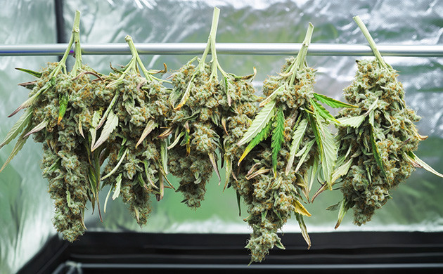 Сушка конопли