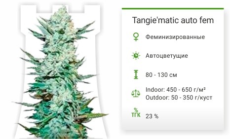 Tangie’matic Auto от FastBuds