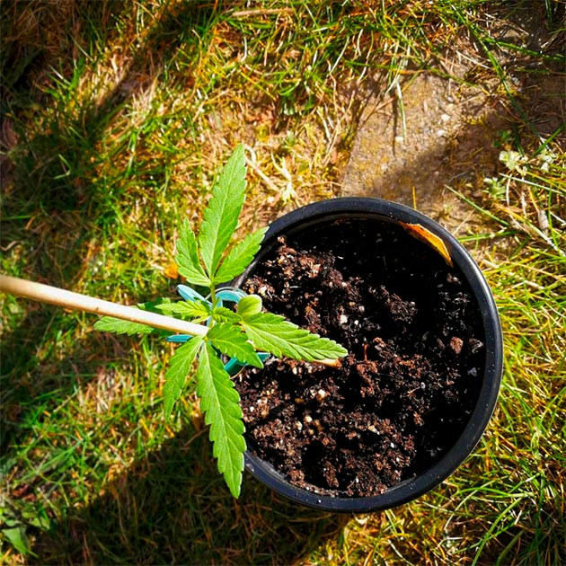 Куст в горшке