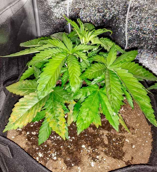 Растишка LSD от Barney's Farm на 3 неделе