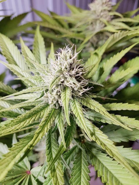 Куст ростом 60 см