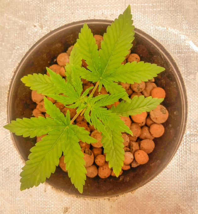 Растишка Bruce Banner Auto от FastBuds на 3 неделе