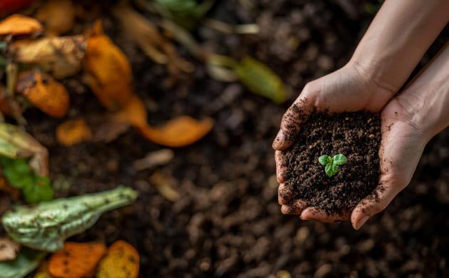 Органические удобрения для выращивания конопли