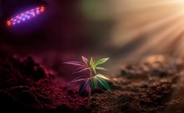 Почему растению необходимы разные спектры