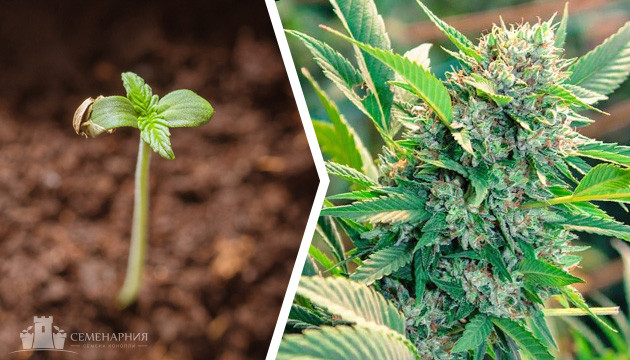 Основы выращивания конопли