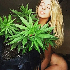 Прекрасные дамы предпочитают сативу и high-эффект