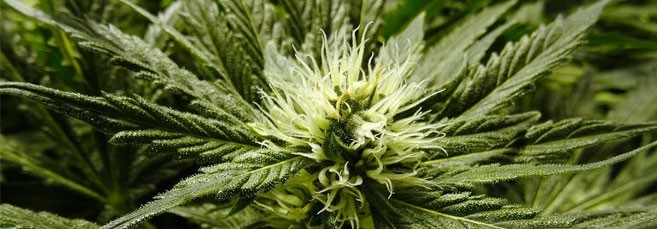 Начало формирования женских соцветий