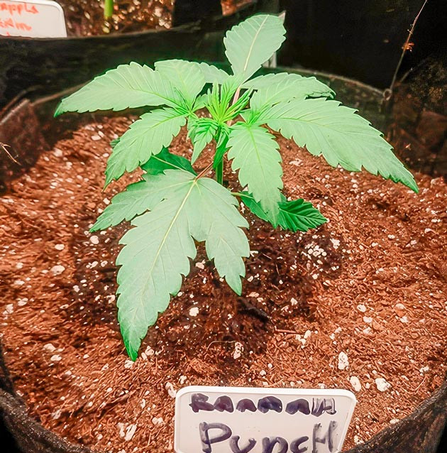 Росток Banana Punch от Barney's Farm на 3 неделе выращивания