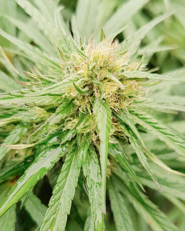 Куст Runtz Muffin от Barney's Farm на 26-27 неделе