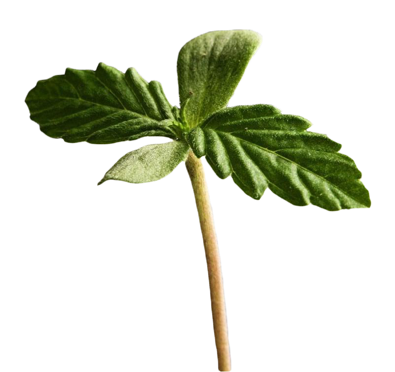 Формирование листьев конопли