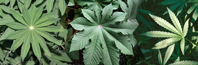 Растения, которые выглядят как конопля