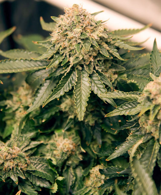 Соцветие Grandaddy Purple на 14 неделе