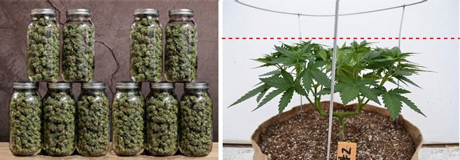 Суперкроппинг увеличивает урожай