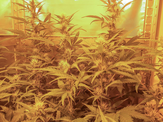 7 неделя выращивания конопли