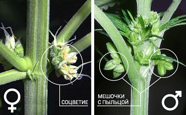 Соцветие и мешочек с пыльцой