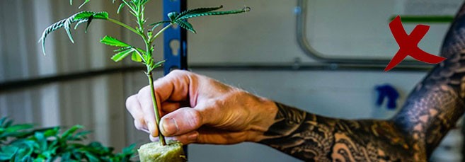 Правила пересадки ростков конопли