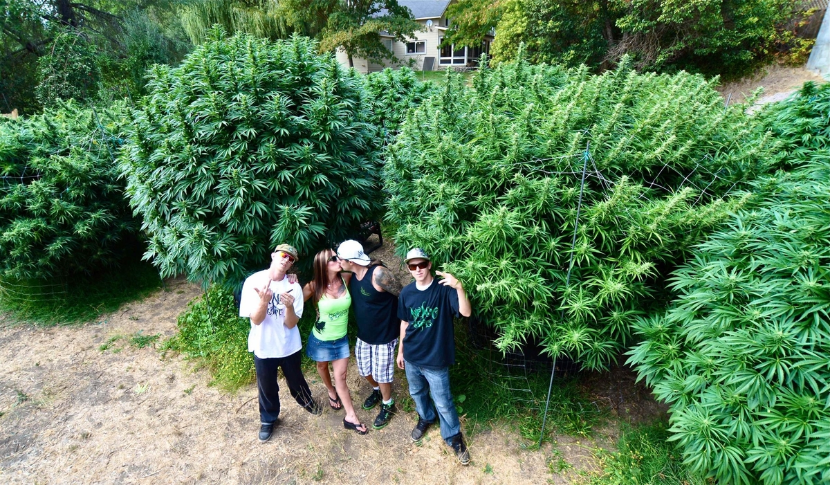 монстры конопли