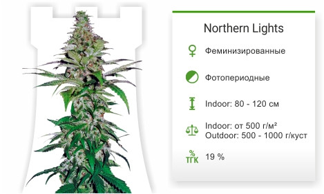 Northern Lights от Pyramid Seeds