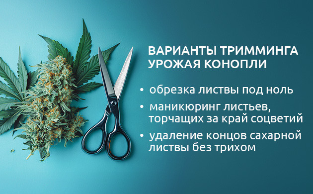 Обрезка конопли