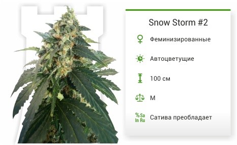 Snow Storm #2 fem от Dutch Passion