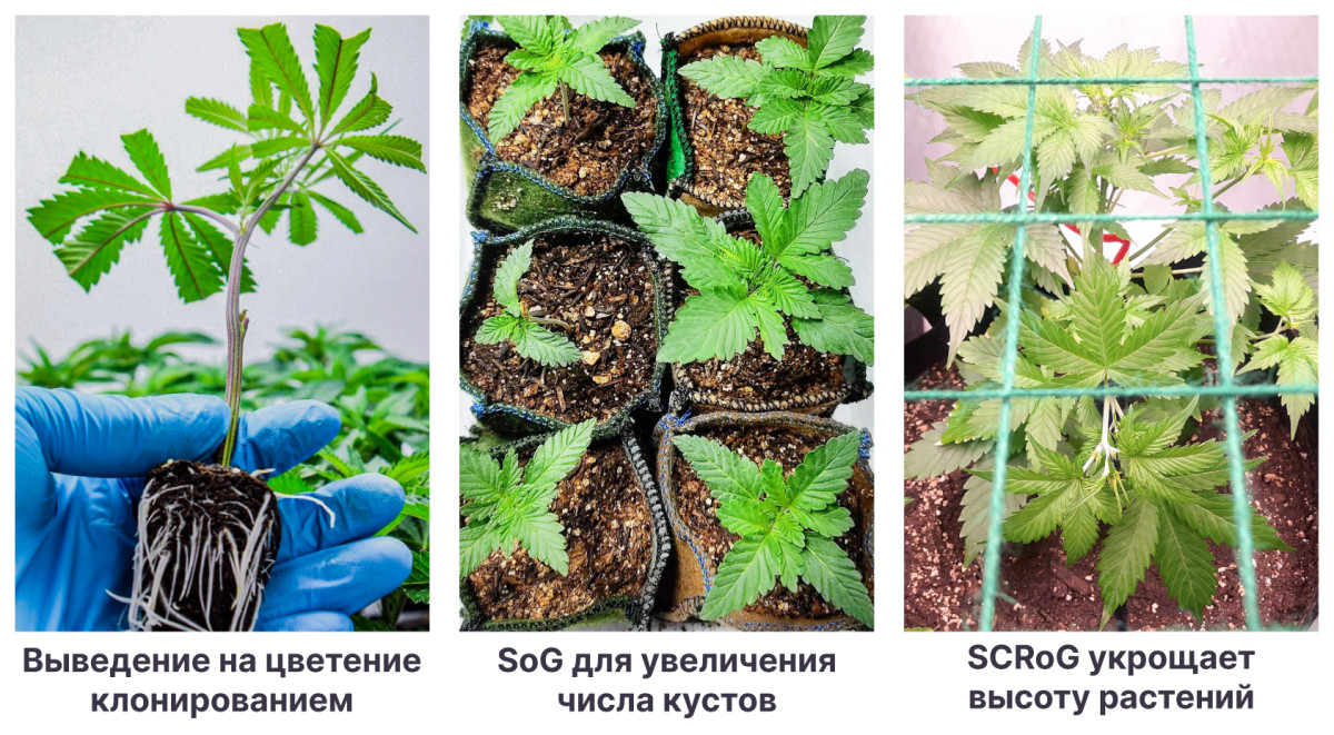 Методы для выращивания конопли