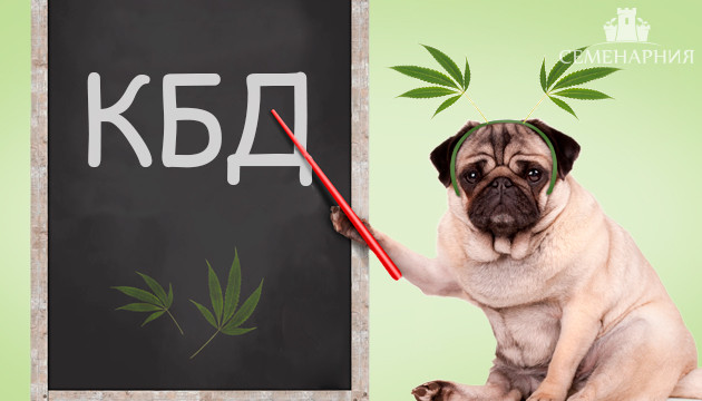 Каннабиноид КБД
