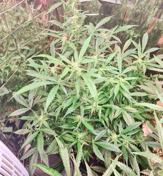 Куст Auto Orange Bud на стадии цветения