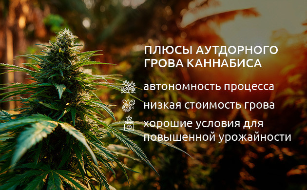 Плюсы и минусы выращивания в аутдоре