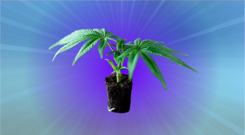 Росток конопли