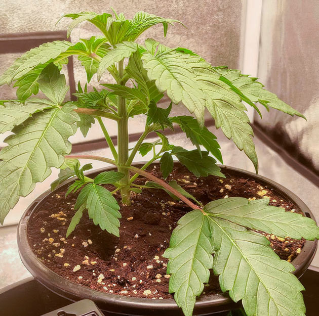 Росток Lemon Tree на 2-3 неделе выращивания