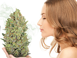 Запах сенсимильи