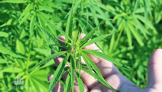 Тонкие листья сорной конопли