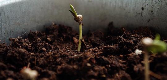 Посаженные в землю ростки конопли