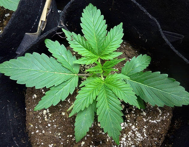 3 неделя растишки Wedding Cake Auto от Barney's Farm