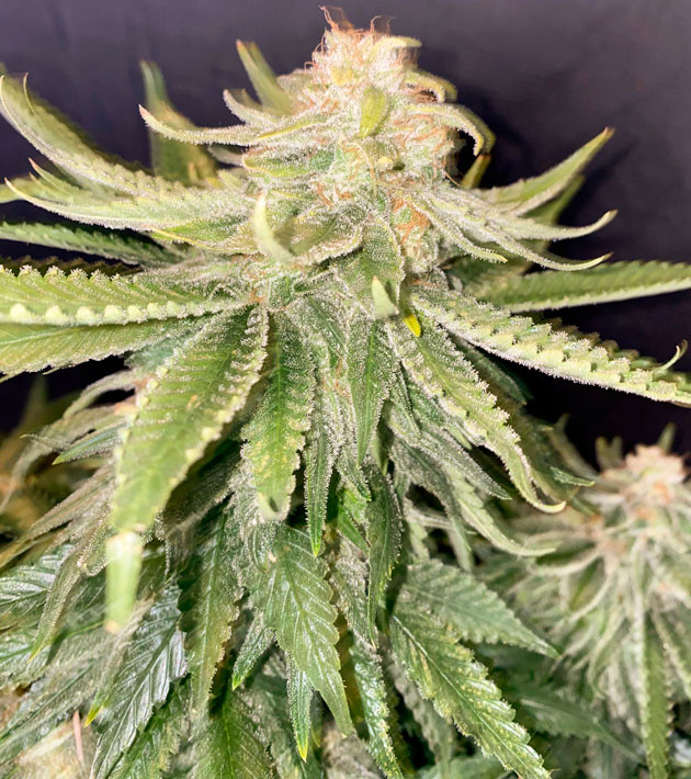 Куст Gorilla Glue #4 от Original Sensible Seeds на 11-12 неделе