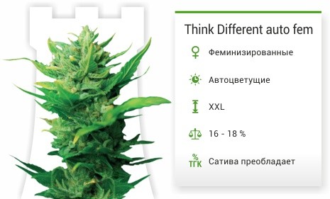 Think Different auto fem от Dutch Passion