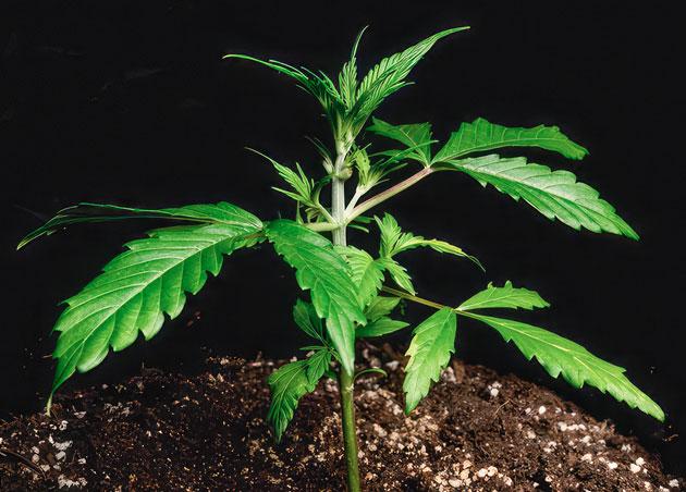 Растишка Lemon AK Auto на 3 неделе развития