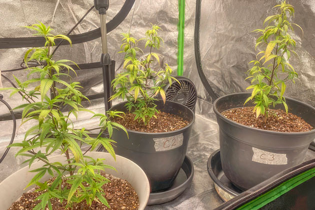 Кусты Blueberry Muffin от Humboldt Seed Company на 7 неделе