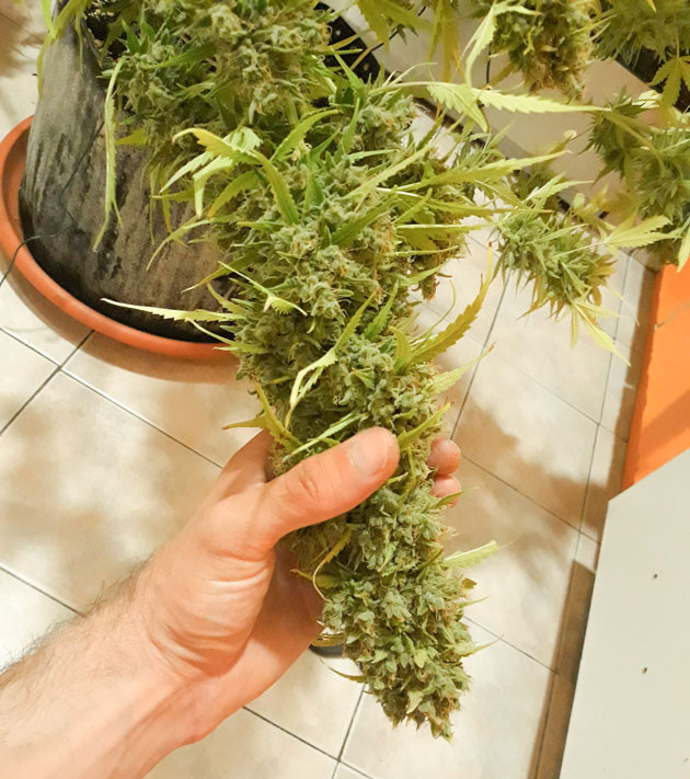 Хаврест конопли на 12 недели