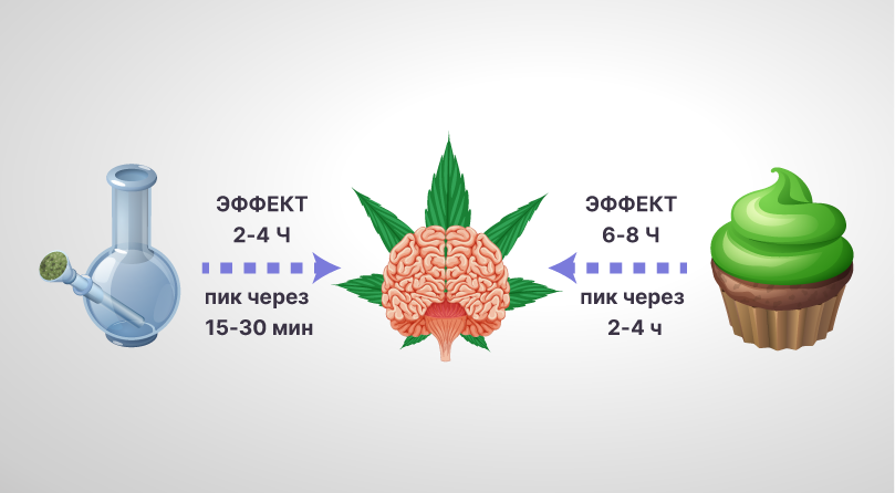 Длительность эффекта от конопли при попадании через легкие и желудок
