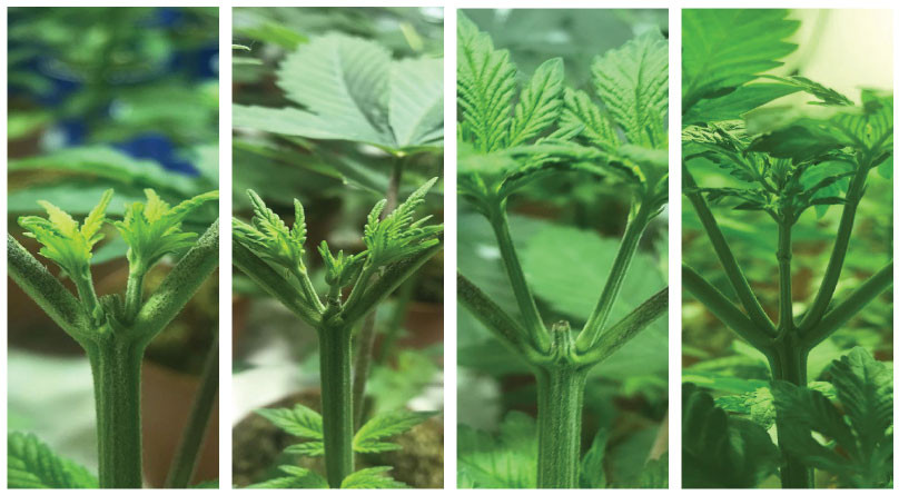 Обрезанная верхушка конопли