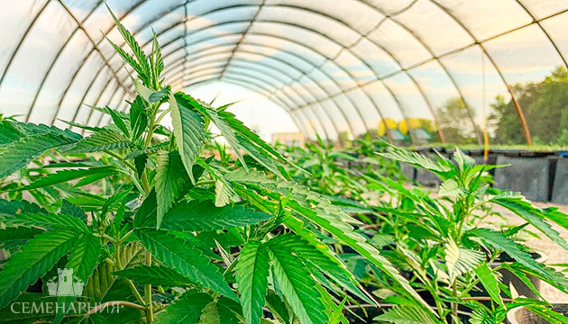 Культивация марихуаны в теплице