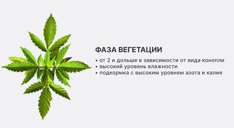 Фаза вегетации